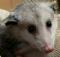 Incinatrix's Avatar