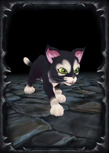 Black and White Cat Black and White Cat