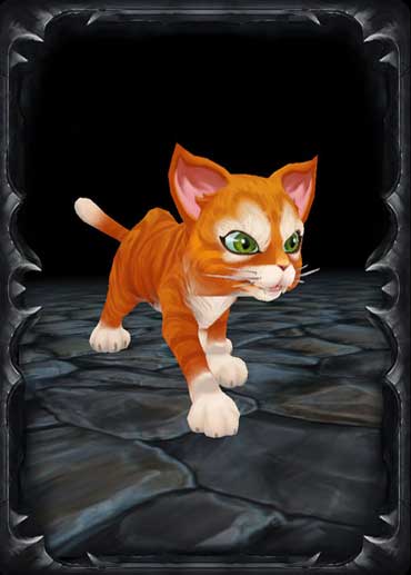 Orange Cat